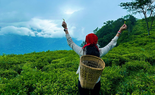 Sikkim Summer Breeze